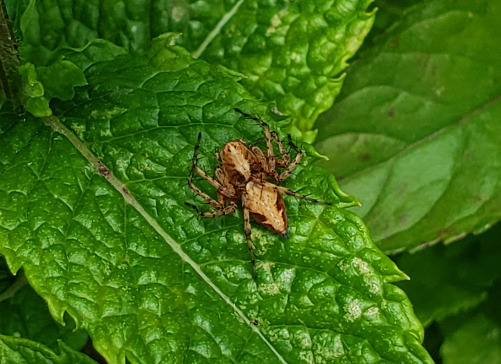 Spider on mint leaf