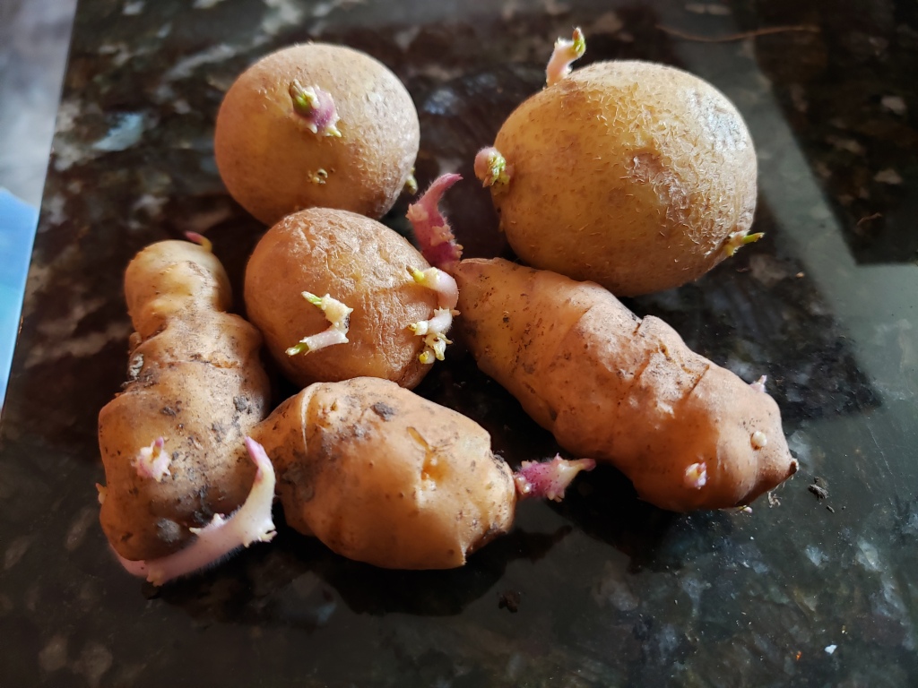 Chitted Potatoes